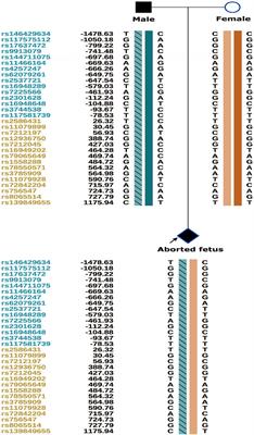 Preimplantation genetic testing for recurrent autosomal dominant osteogenesis imperfecta associated with paternal gonosomal mosaicism